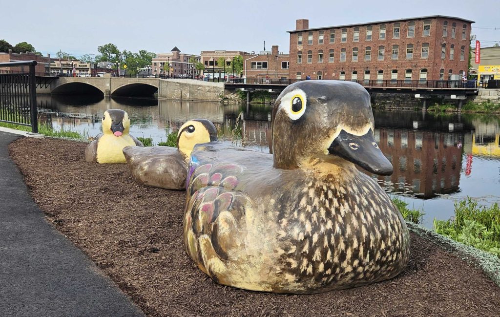 Duck sculptures along the Nashua New Hampshire river walk